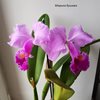 C.trianae 'Purple Dream'.ю